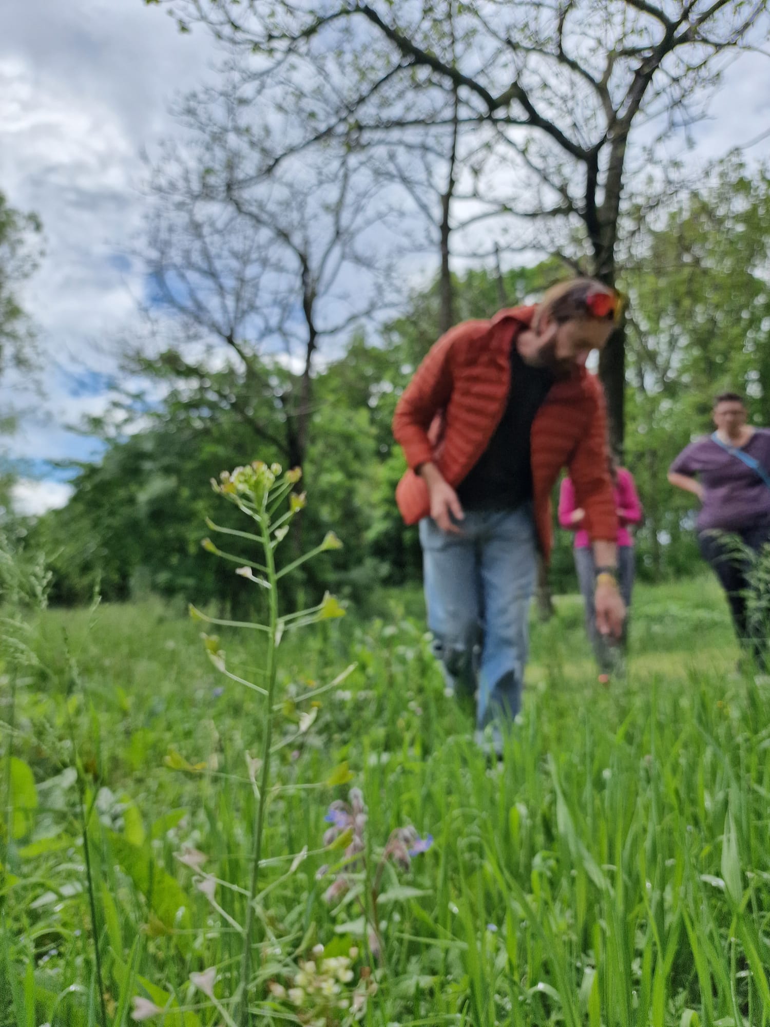 Corso di riconoscimento erbe